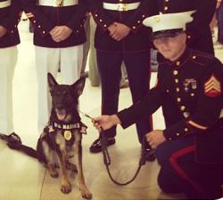 Military Working Dog Rambo with fellow Marines